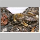 Andrena bicolor - Sandbiene w03 8mm es folgten ihr Nomada fabriciana.jpg